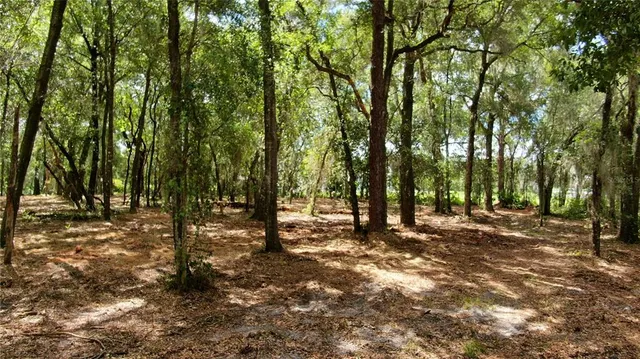 a view of a forest with trees