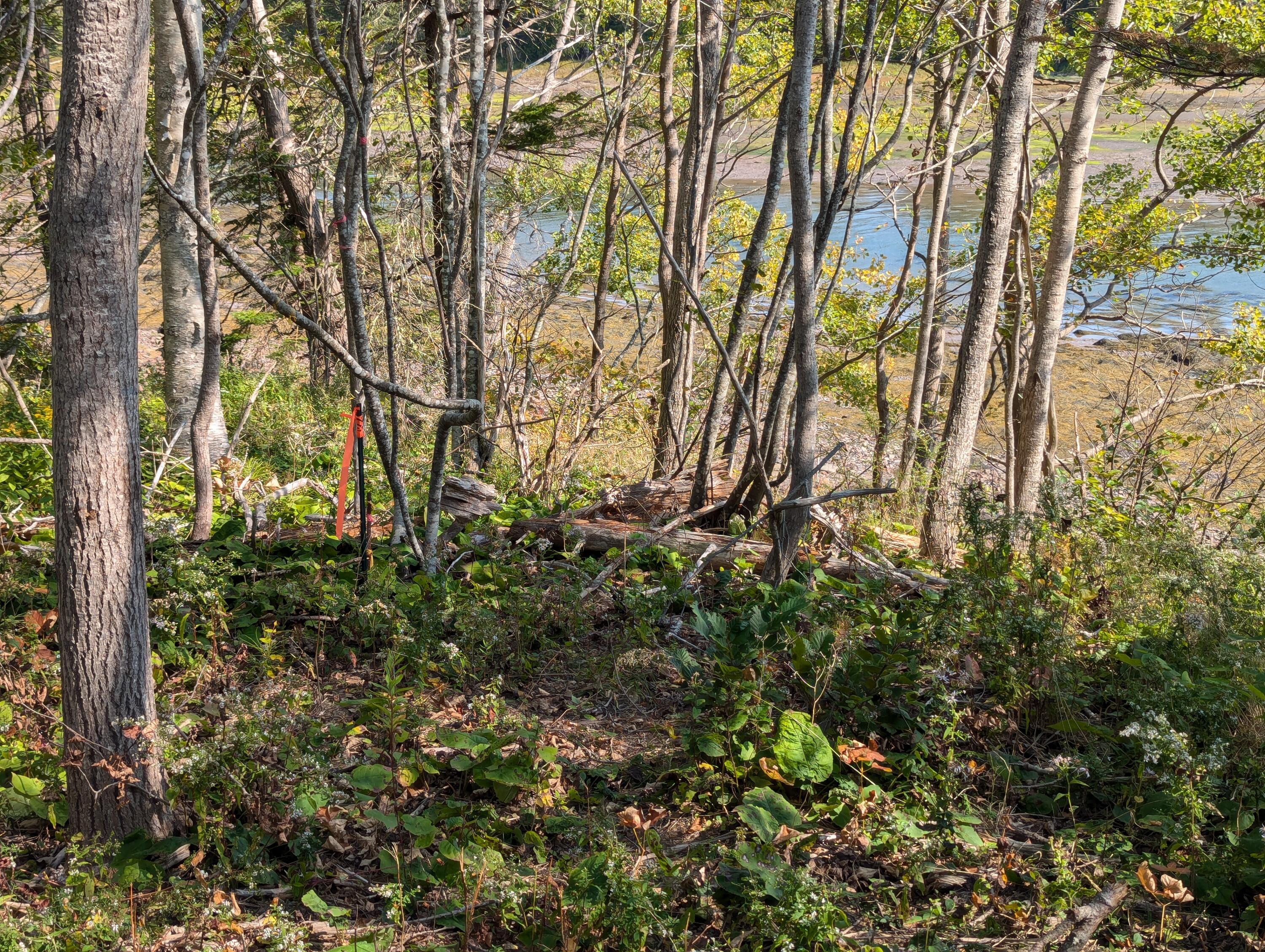 2 3 4 Birch Point Road Perry, ME 04667 - Photo 22 of 26 PXL_20240915_171239985