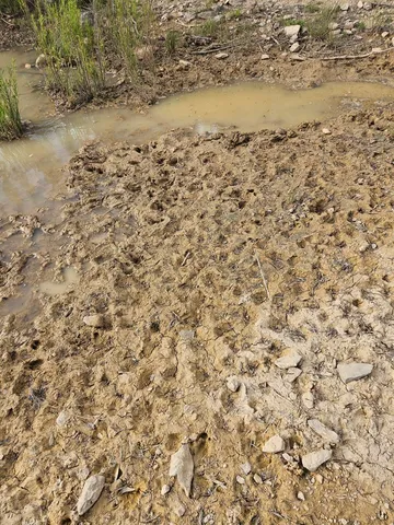 a view of a lake with beach and large trees