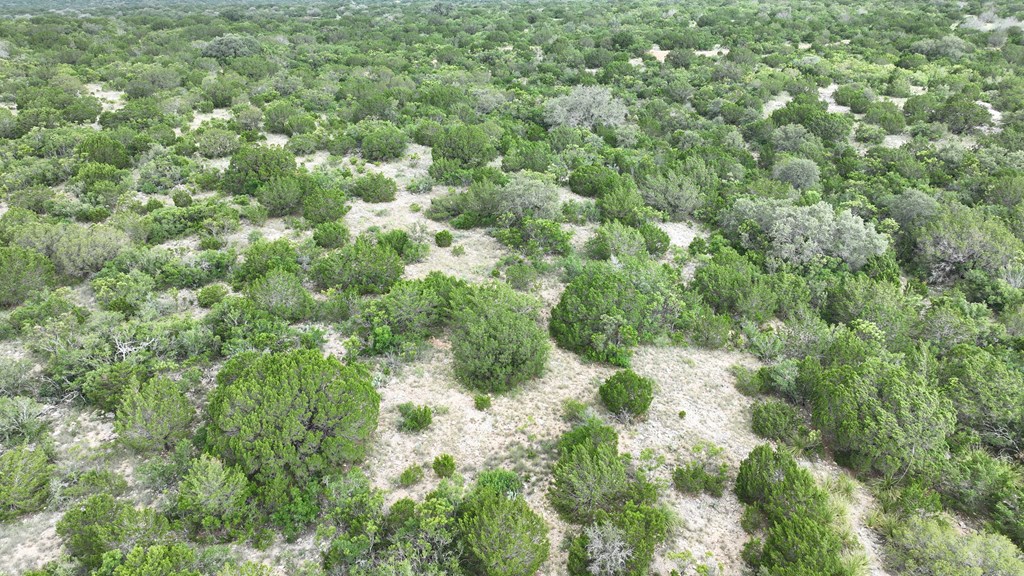 0 J S Murry Ranch Road Del Rio, TX 78840 - Photo 24 of 38 a view of a lush green forest with lots of trees