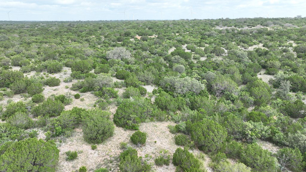 0 J S Murry Ranch Road Del Rio, TX 78840 - Photo 27 of 38 a view of a forest with a street
