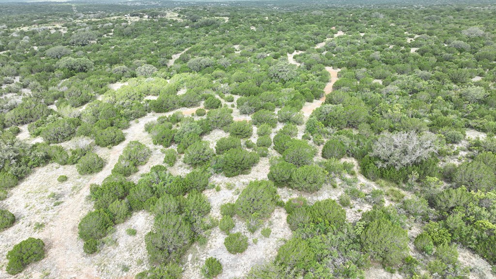0 J S Murry Ranch Road Del Rio, TX 78840 - Photo 29 of 38 a view of a big yard with plants and large trees