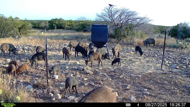 a view of a forest with a slide
