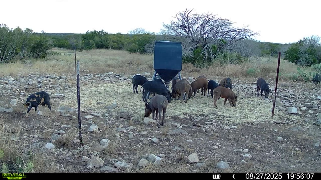 0 J S Murry Ranch Road Del Rio, TX 78840 - Photo 36 of 38 a view of a forest with a slide