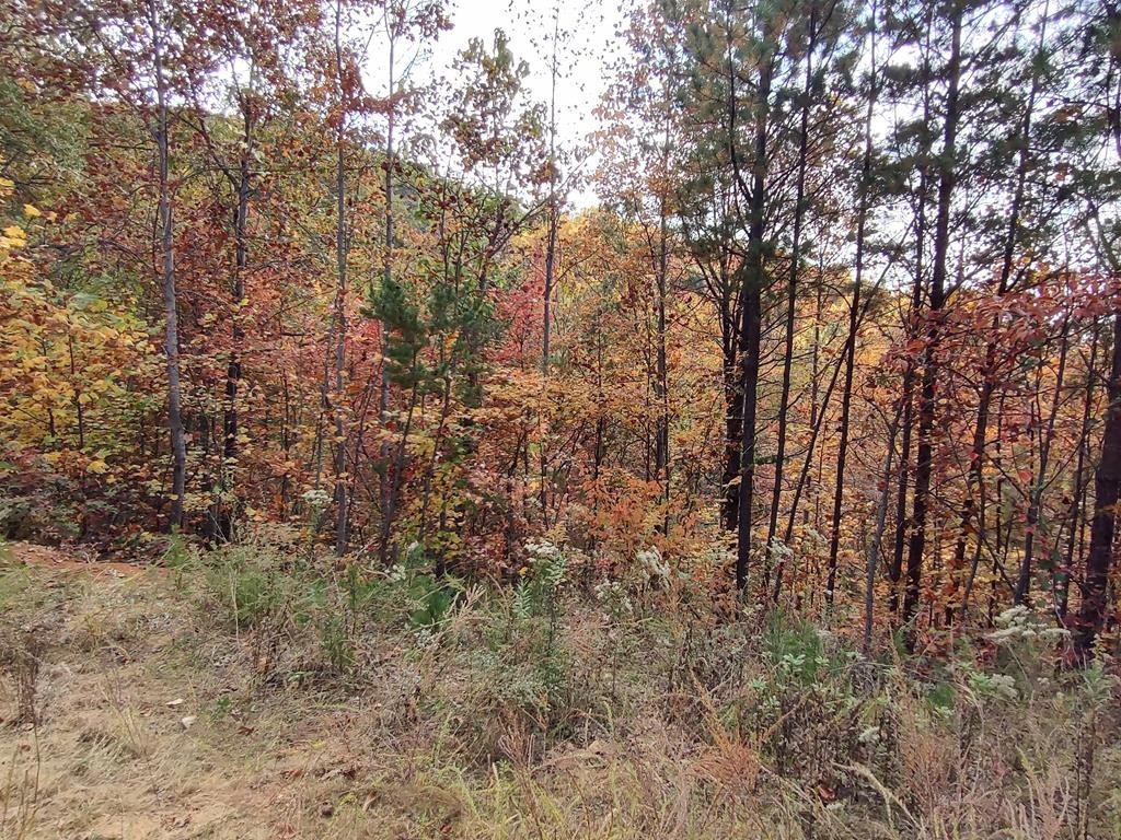 0 Green Forest Road Cosby, TN 37722 - Photo 32 of 35
