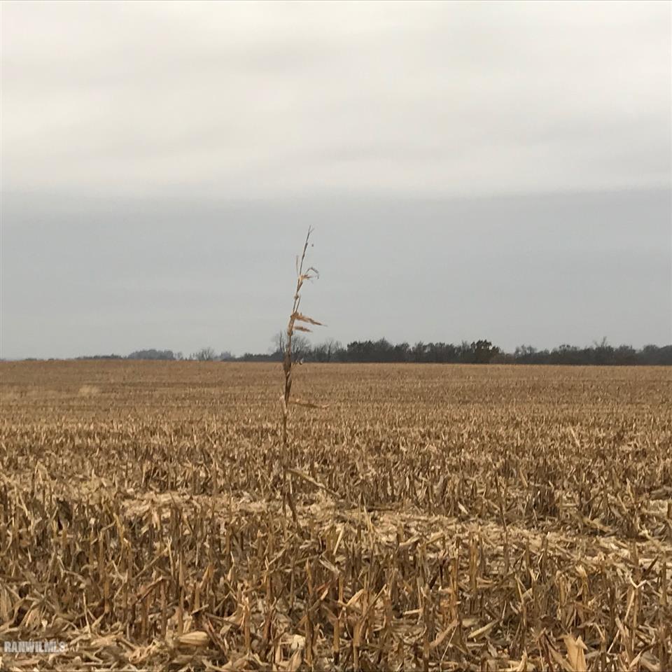 3258 East Mill Road Dakota, IL 61018 - Photo 1 of 1 Gallery Image 1