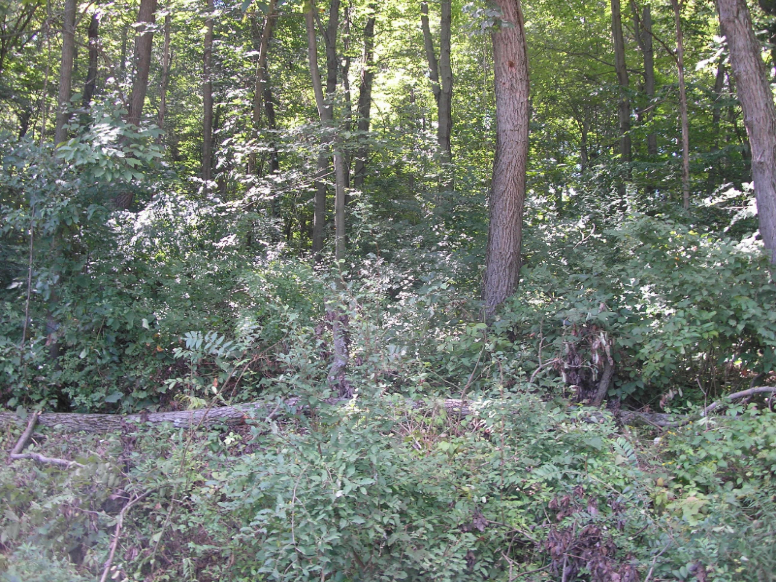 8 County Line Road Jones, MI 49061 - Photo 1 of 1 County Line & Harvey - vacant land 004