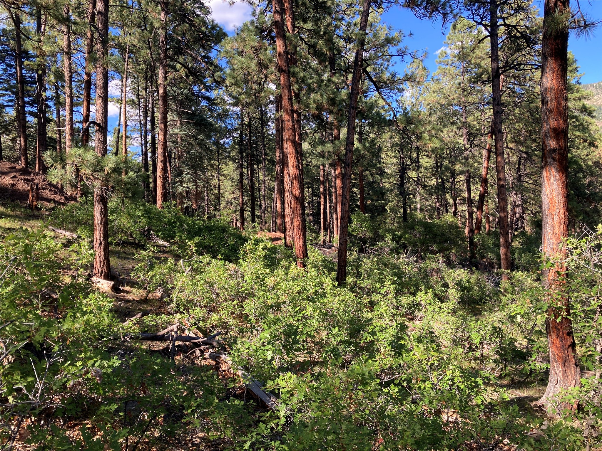Tbd Serenity Road Chama, NM 87520 - Photo 10 of 20