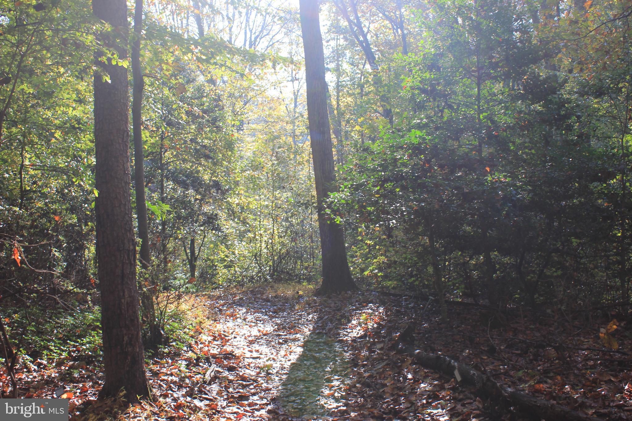 5510 Stephen Reid Road Huntingtown, MD 20639 - Photo 33 of 59 a view of a forest with trees
