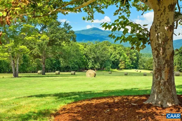 a view of a big yard with a large tree