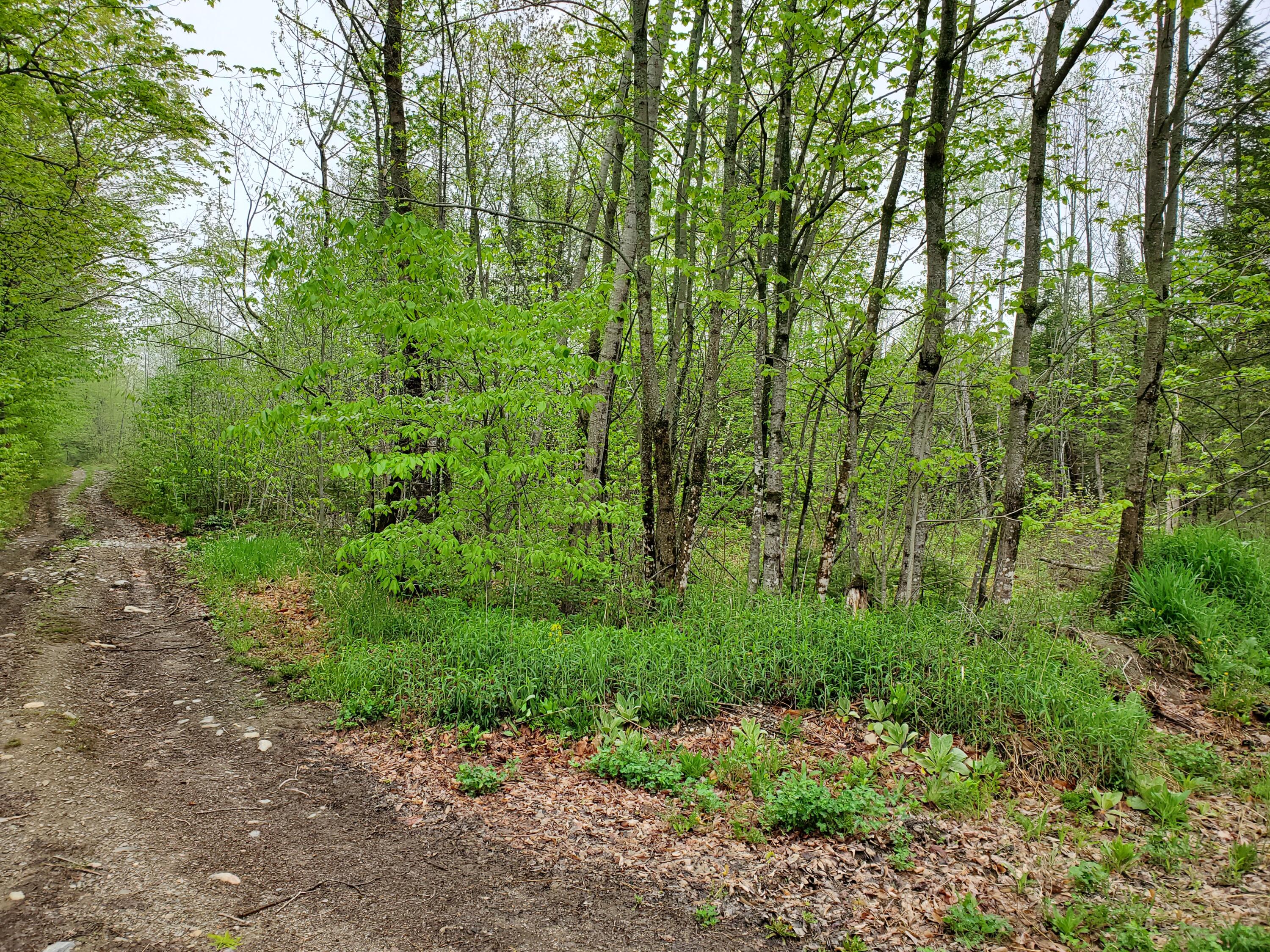 95 Garland Road Charleston, ME 04422 - Photo 3 of 6 20220515_093830