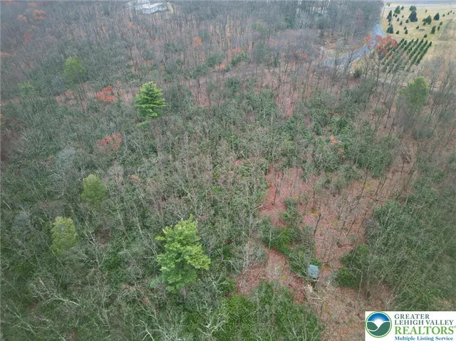 a view of a dry yard with large trees