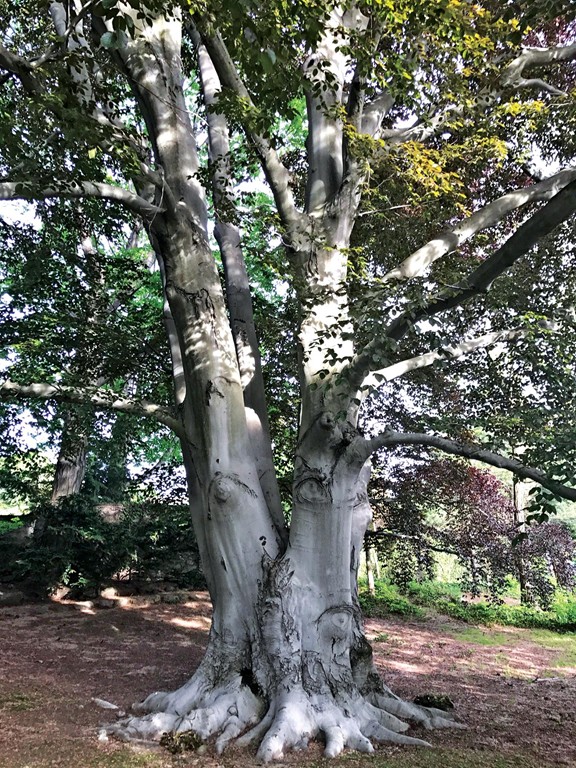 40 Dunster Road Brookline, MA 02467 - Photo 10 of 10 a picture of tree
