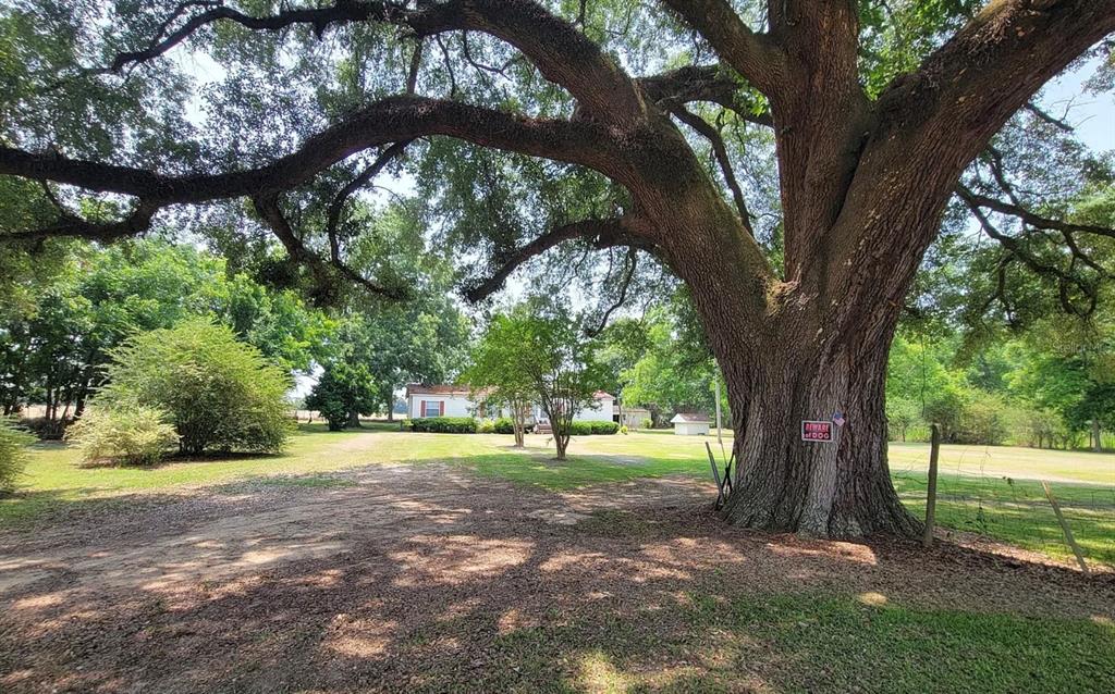 a view of outdoor space with large trees