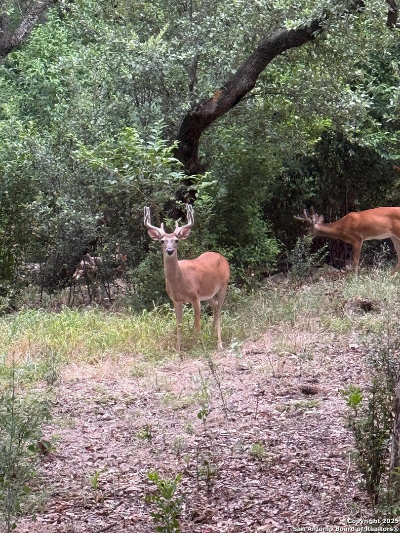 860 Rayner Ranch Boulevard Spring Branch, TX 78070 - Photo 33 of 36