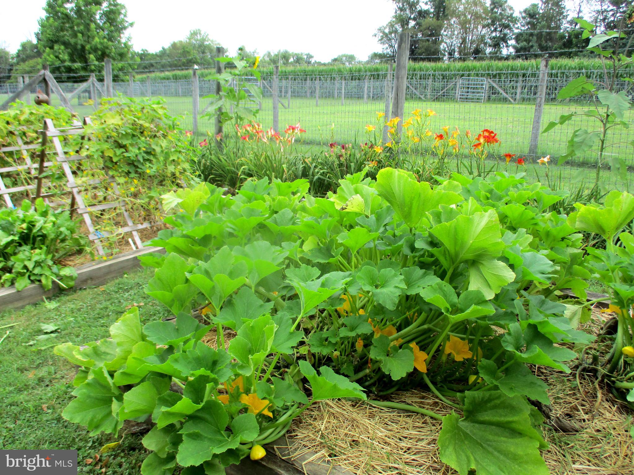 4 Locust Grove Road Pittstown, NJ 08867 - Photo 29 of 37 Garden