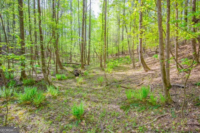 a close up of a plant in a garden
