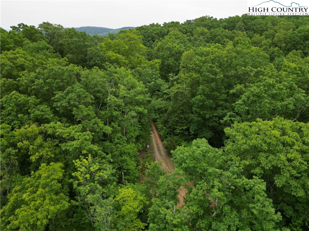 75 Rodeo Road Ferguson, NC 28624 - Photo 2 of 14 a view of a forest with a street