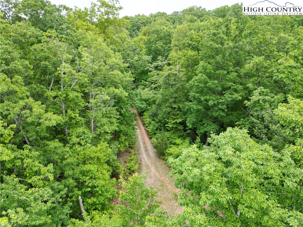 75 Rodeo Road Ferguson, NC 28624 - Photo 3 of 14 a view of a lush green forest with lots of trees