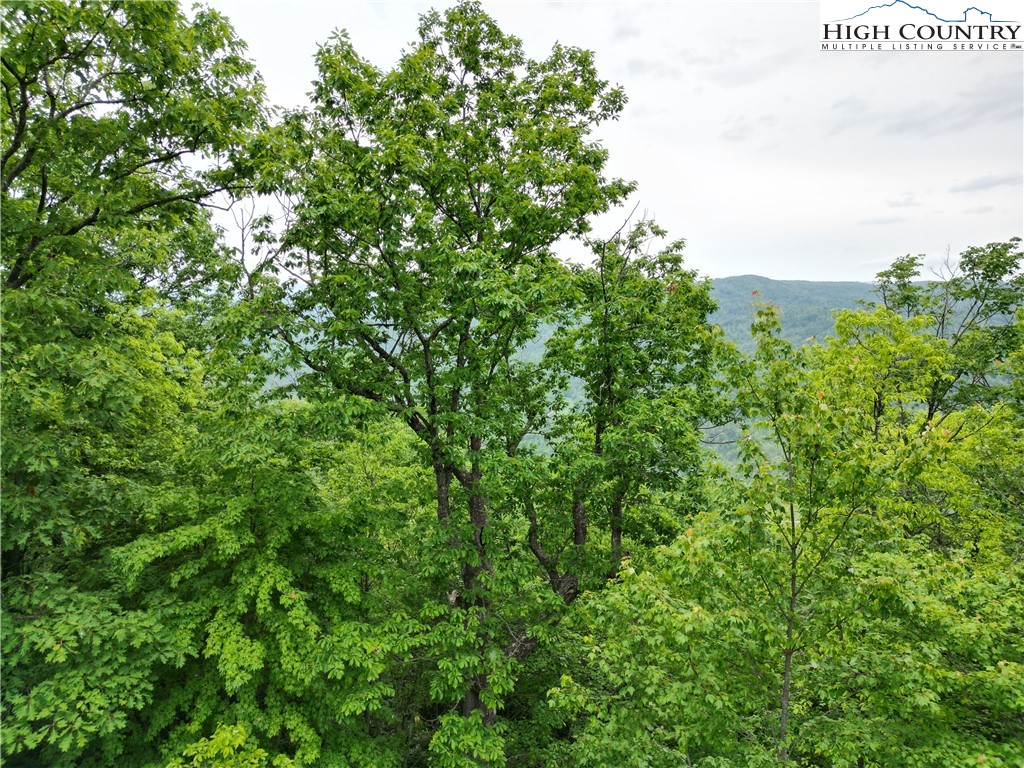 75 Rodeo Road Ferguson, NC 28624 - Photo 6 of 14 a view of a large yard with plants and large trees