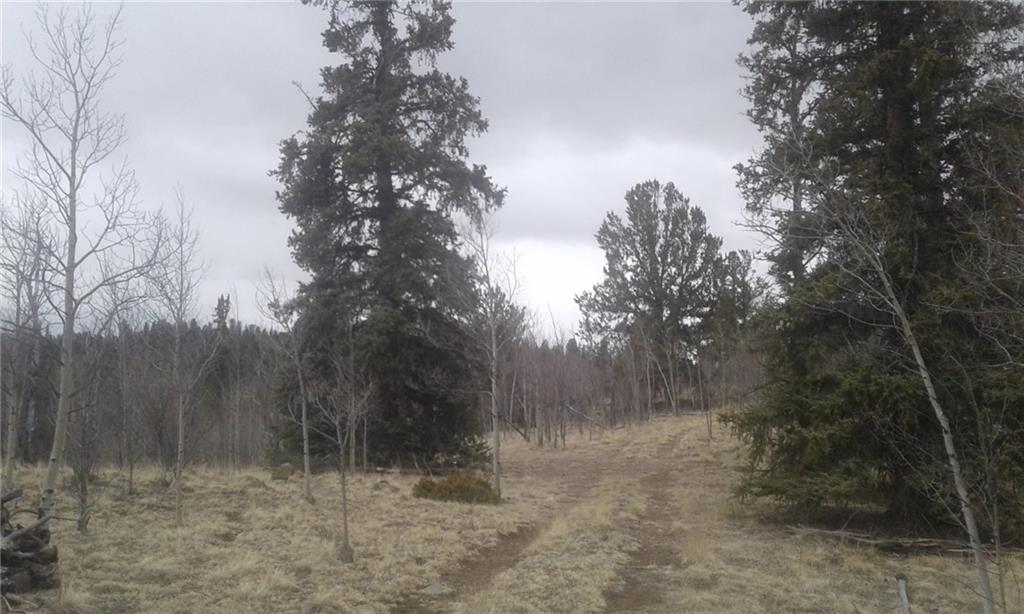 649 Quiver Road Jefferson, CO 80456 - Photo 3 of 5 a view of a forest