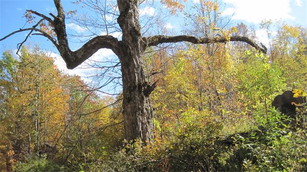 Lot 0 Wilson Hill Road Colrain, MA 01340 - Photo 4 of 5 Gallery Image 4
