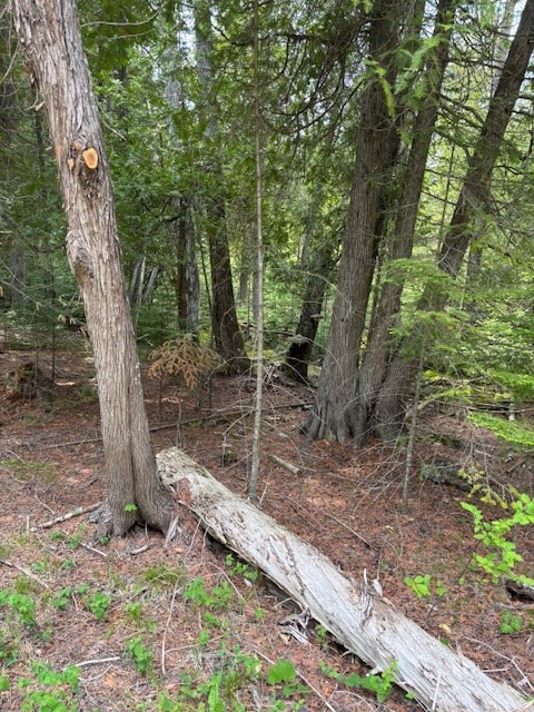 East Cana Island Road Baileys Harbor, WI 54202 - Photo 2 of 5