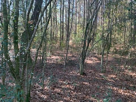0 Olive Branch Road Hammond, LA 70403 - Photo 3 of 4 Gallery Image 3