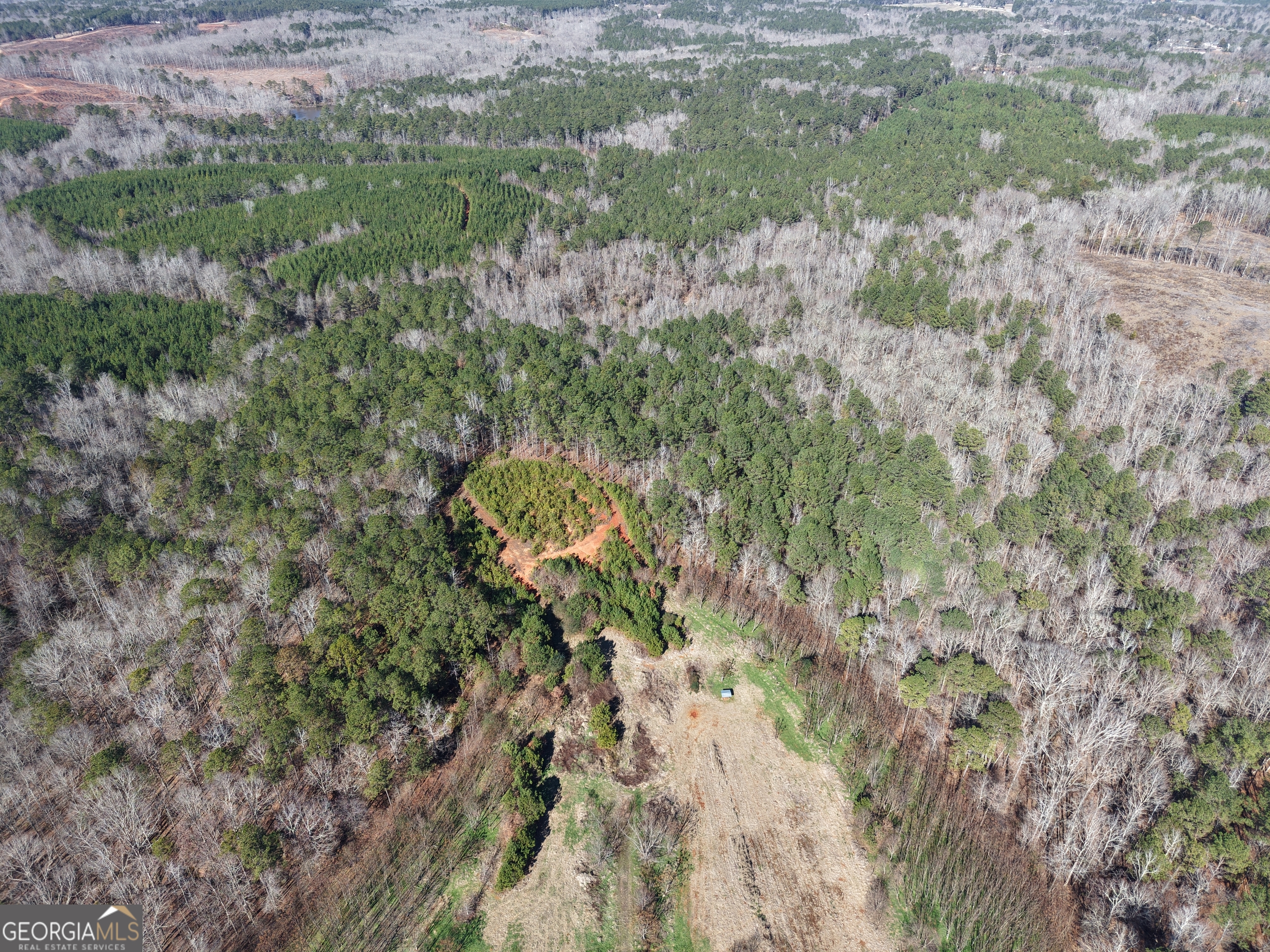 40-acres Pobiddy Road Thomaston, GA 30286 - Photo 13 of 24 a close up of a plant in a forest