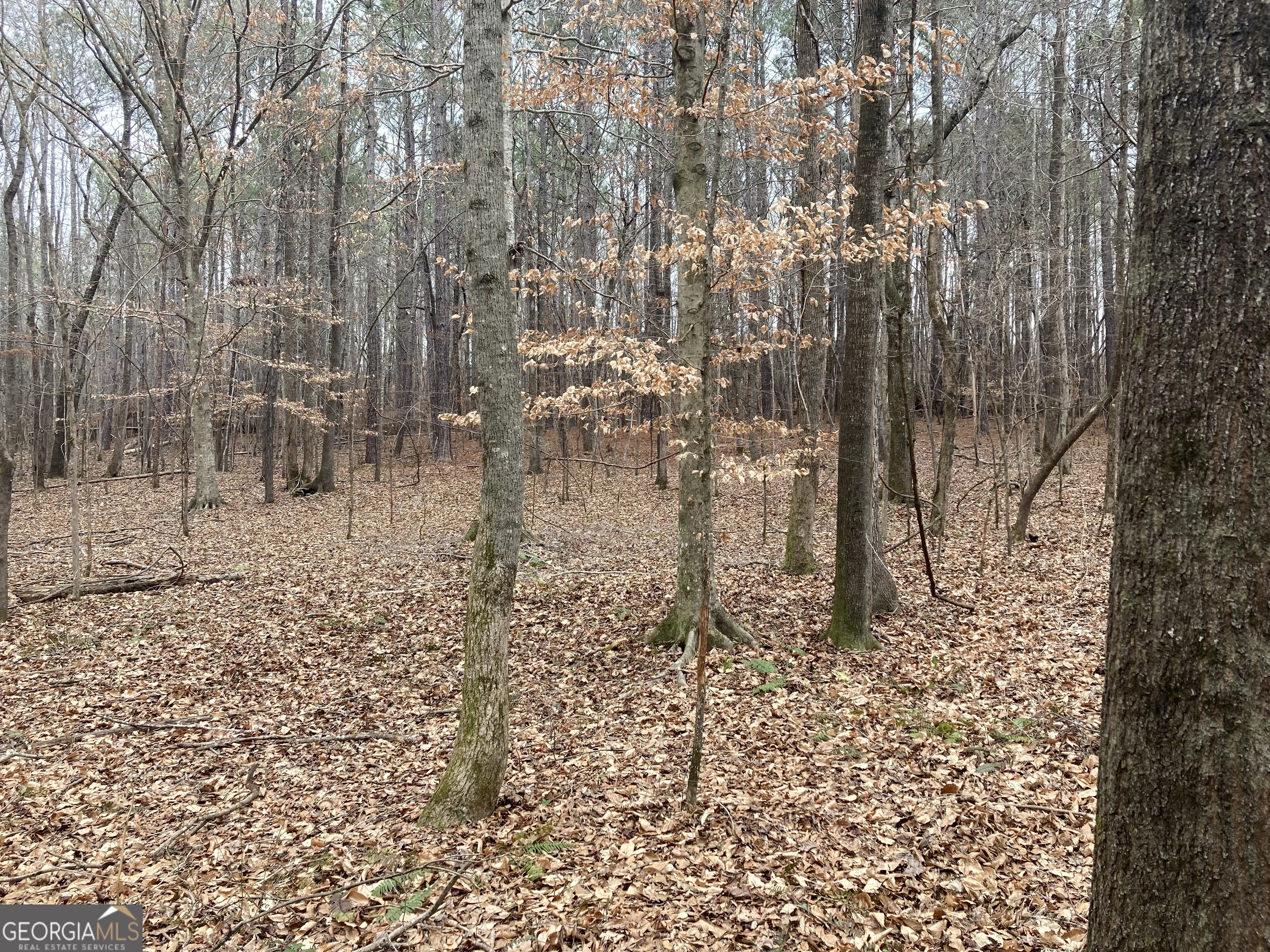 40-acres Pobiddy Road Thomaston, GA 30286 - Photo 21 of 24 a view of a yard with trees