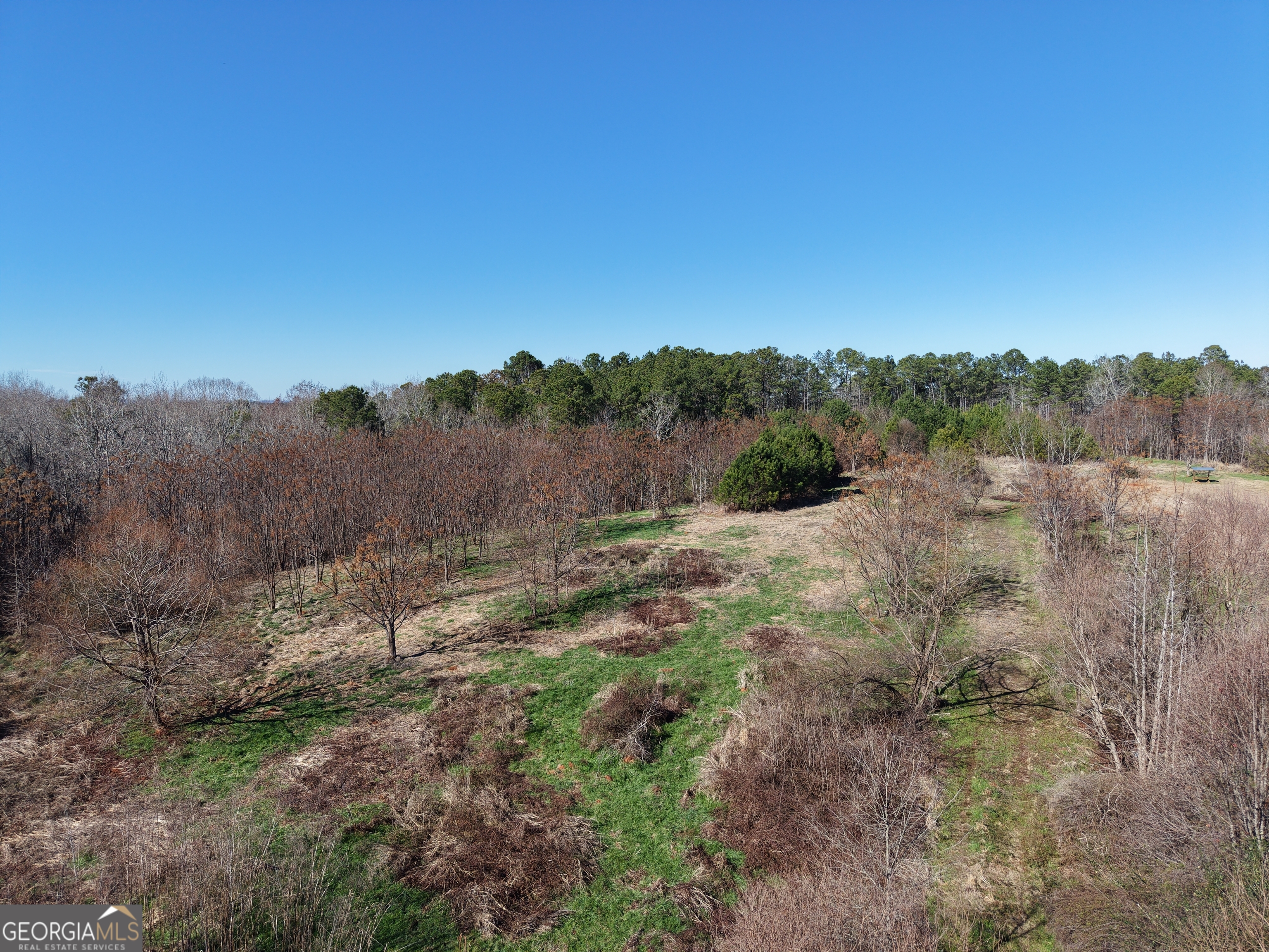 40-acres Pobiddy Road Thomaston, GA 30286 - Photo 9 of 24 a view of a lush green forest with lots of trees