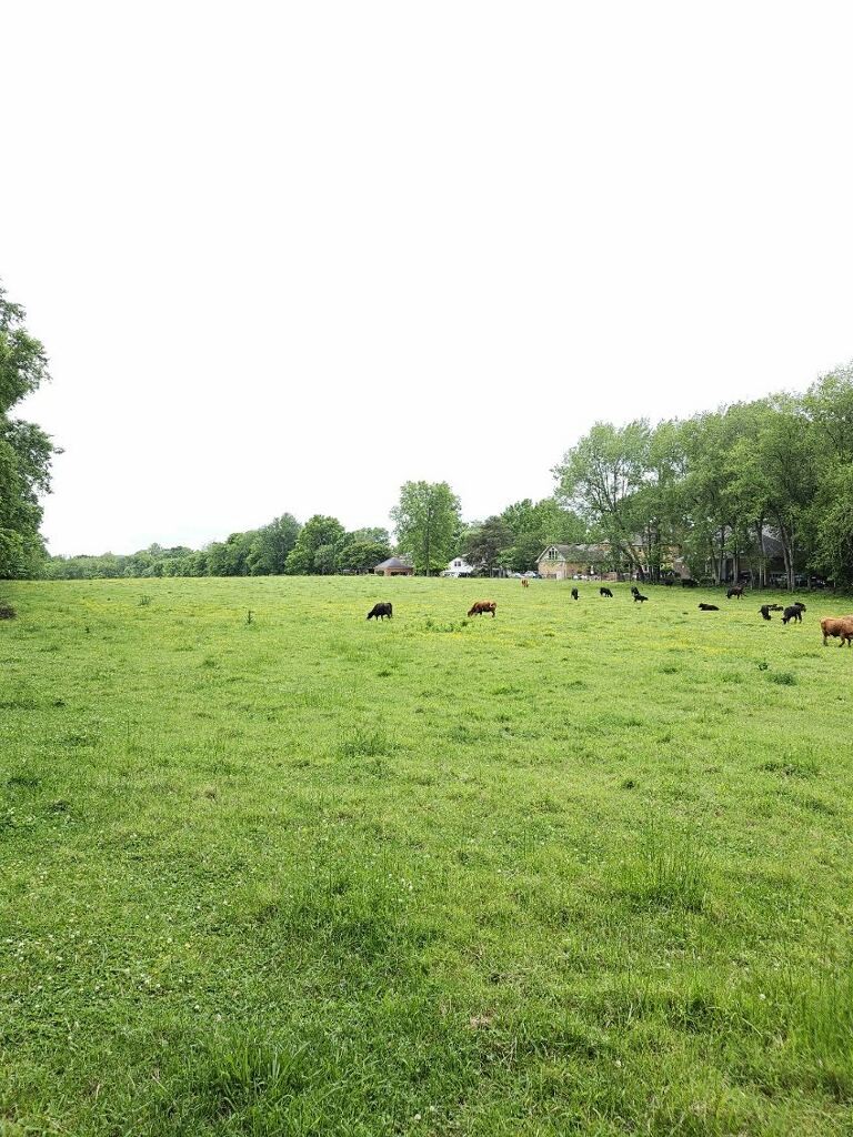 a view of a green field with clear sky