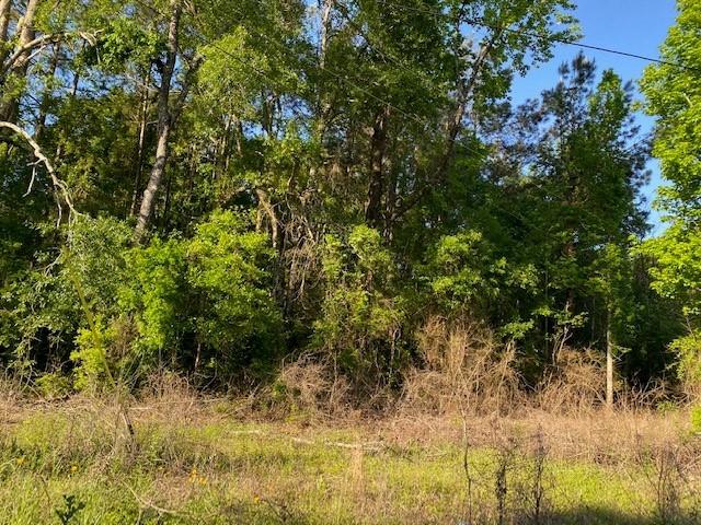 0 Crawford Loop Pollock, LA 71467 - Photo 3 of 3 Gallery Image 3