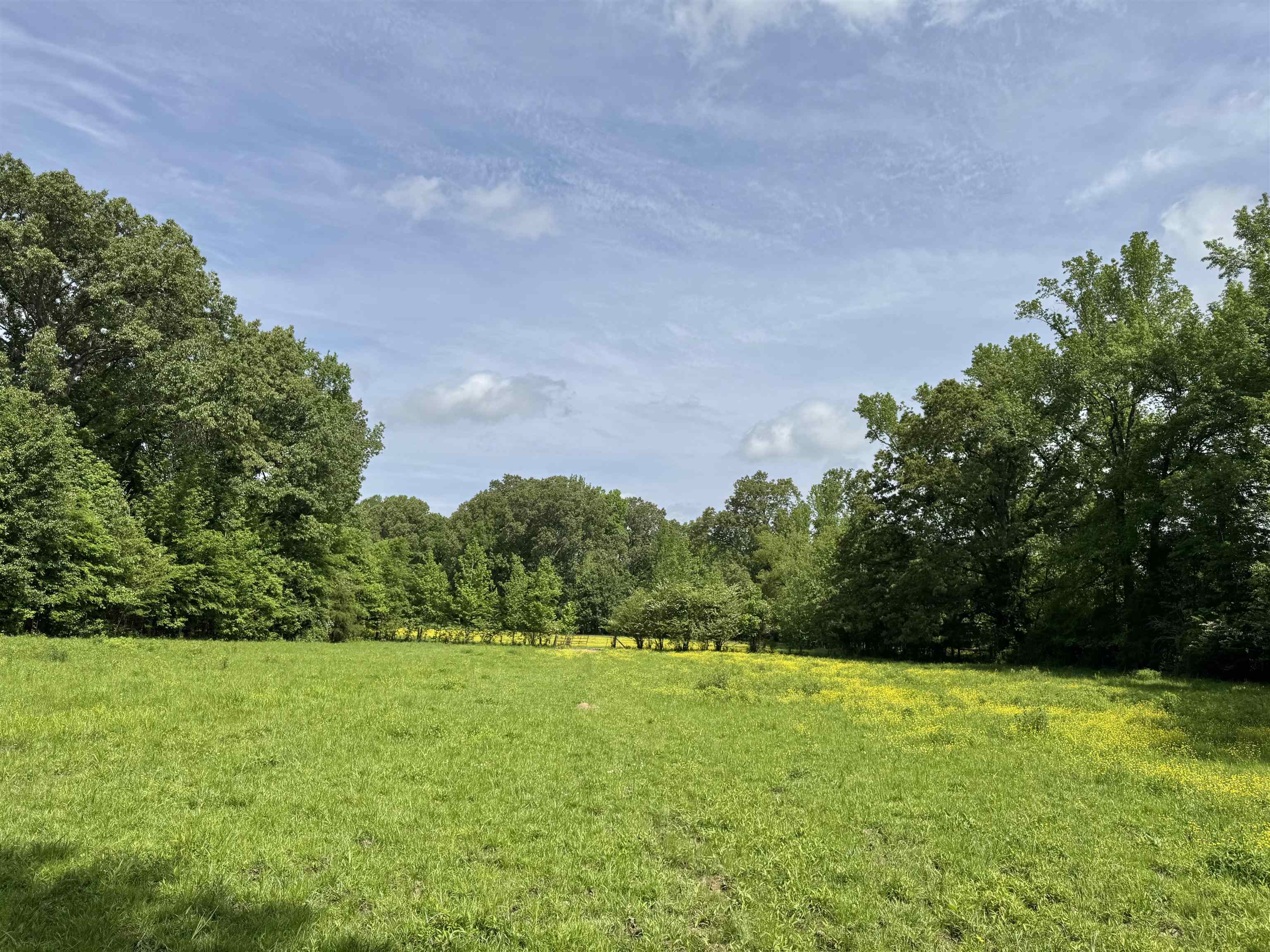 270 Country Club Road Somerville, TN 38068 - Photo 11 of 22 View of nature with a forest view