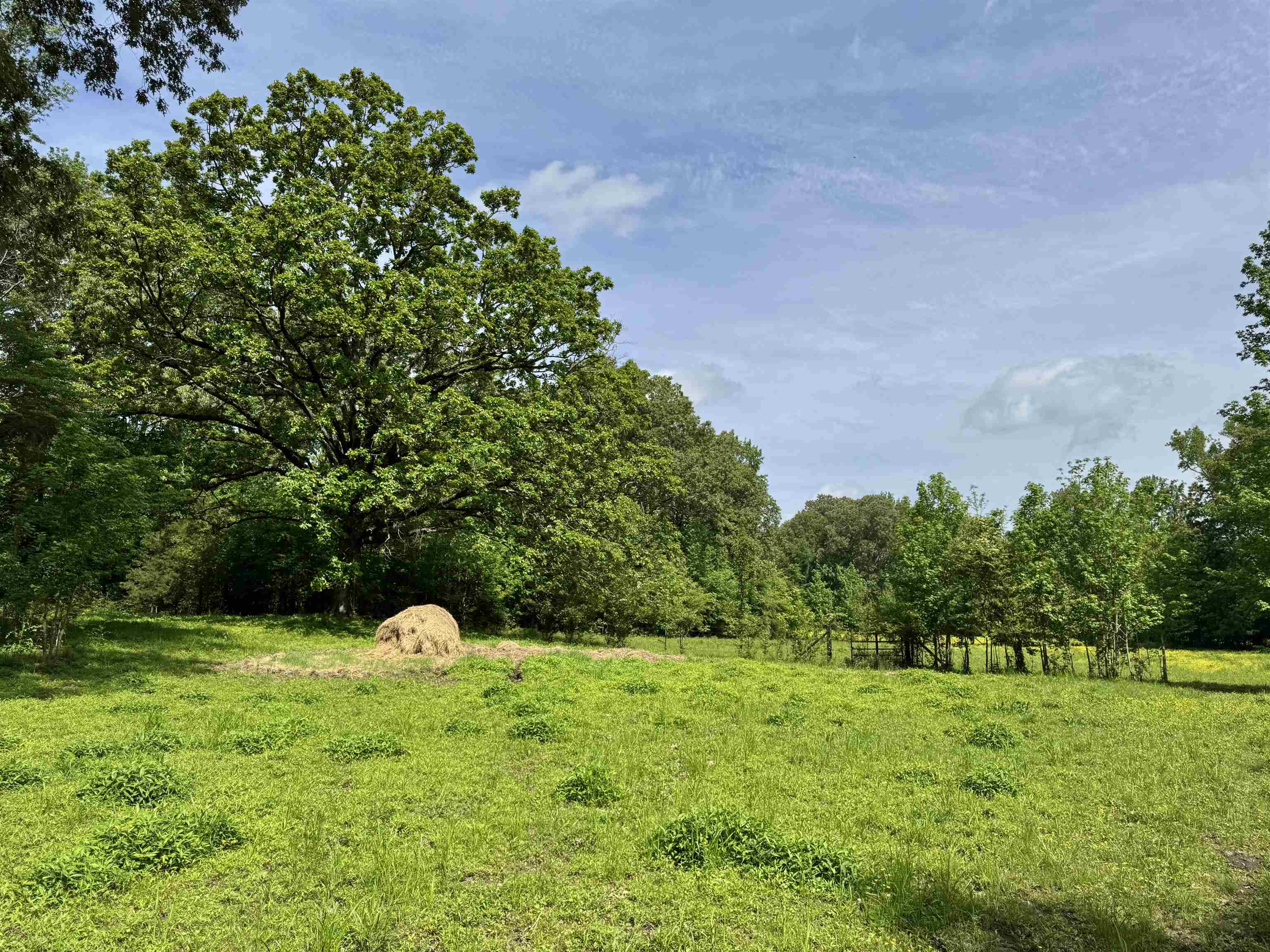 270 Country Club Road Somerville, TN 38068 - Photo 12 of 22 View of nature featuring a rural view and a wooded view