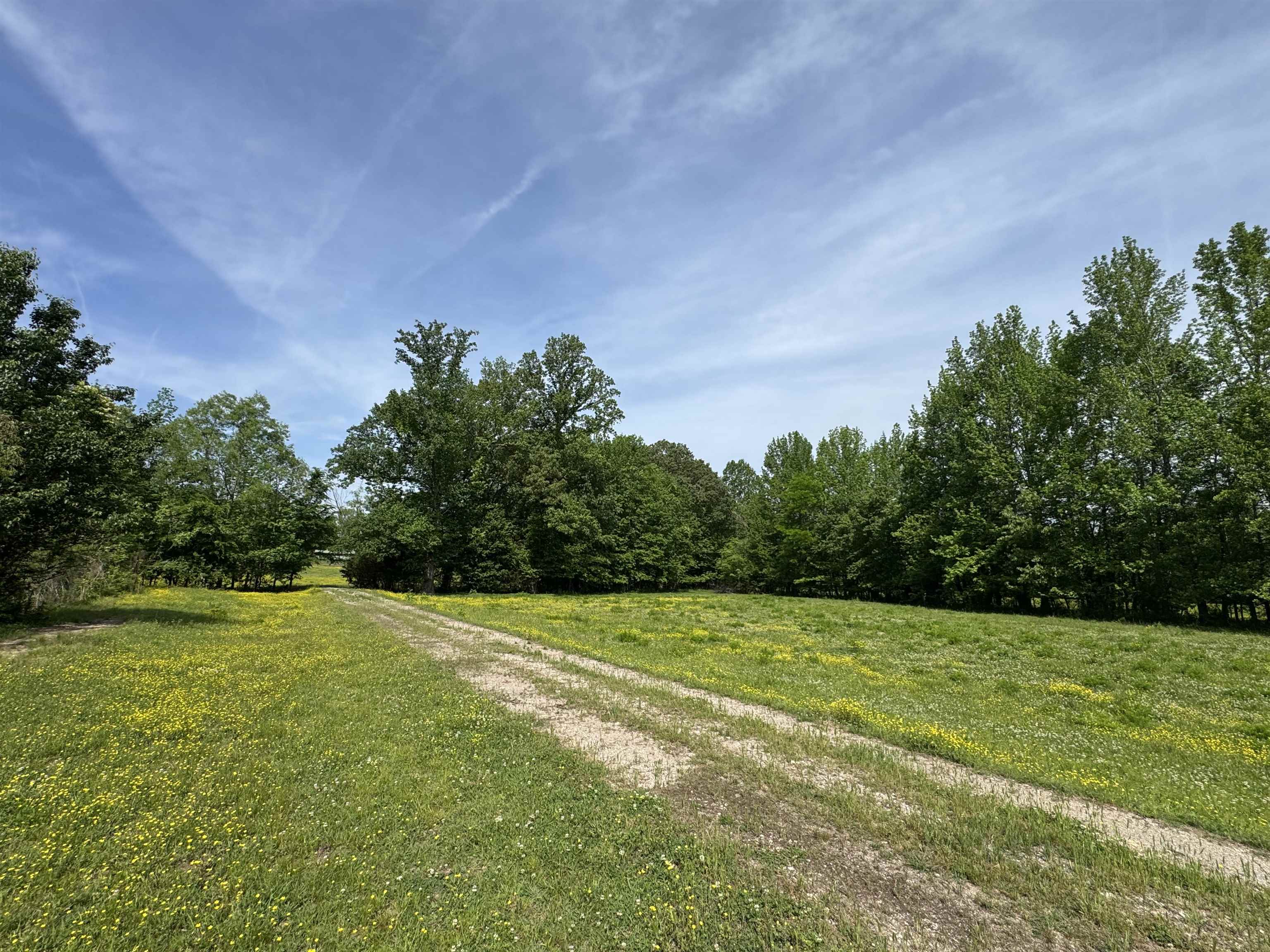270 Country Club Road Somerville, TN 38068 - Photo 4 of 22 View of street with a wooded view