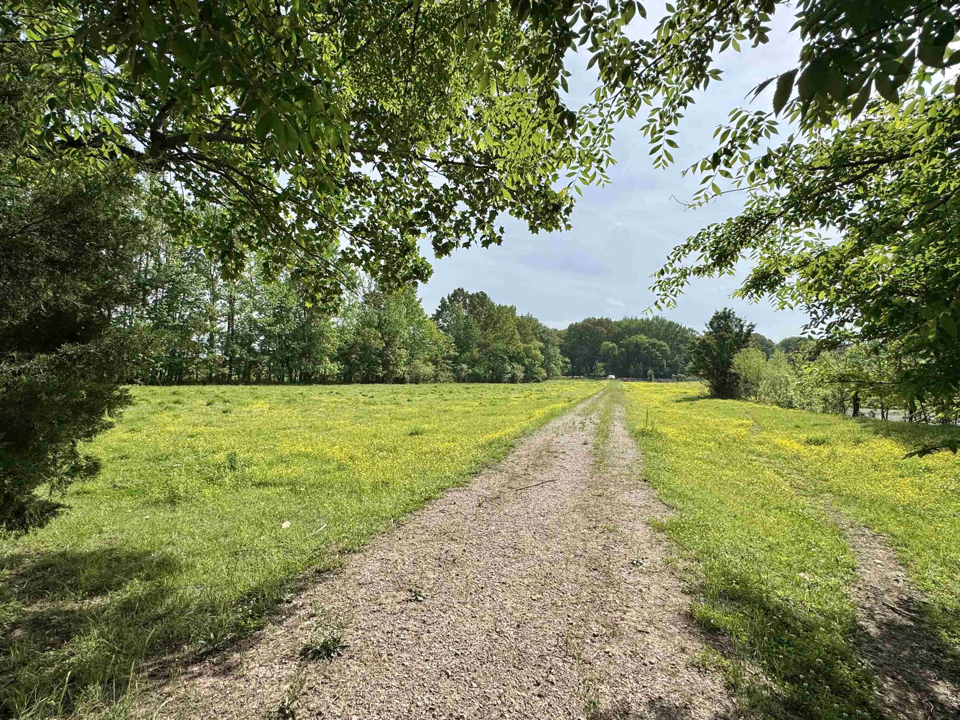 270 Country Club Road Somerville, TN 38068 - Photo 5 of 22 View of street featuring a rural view and a wooded view