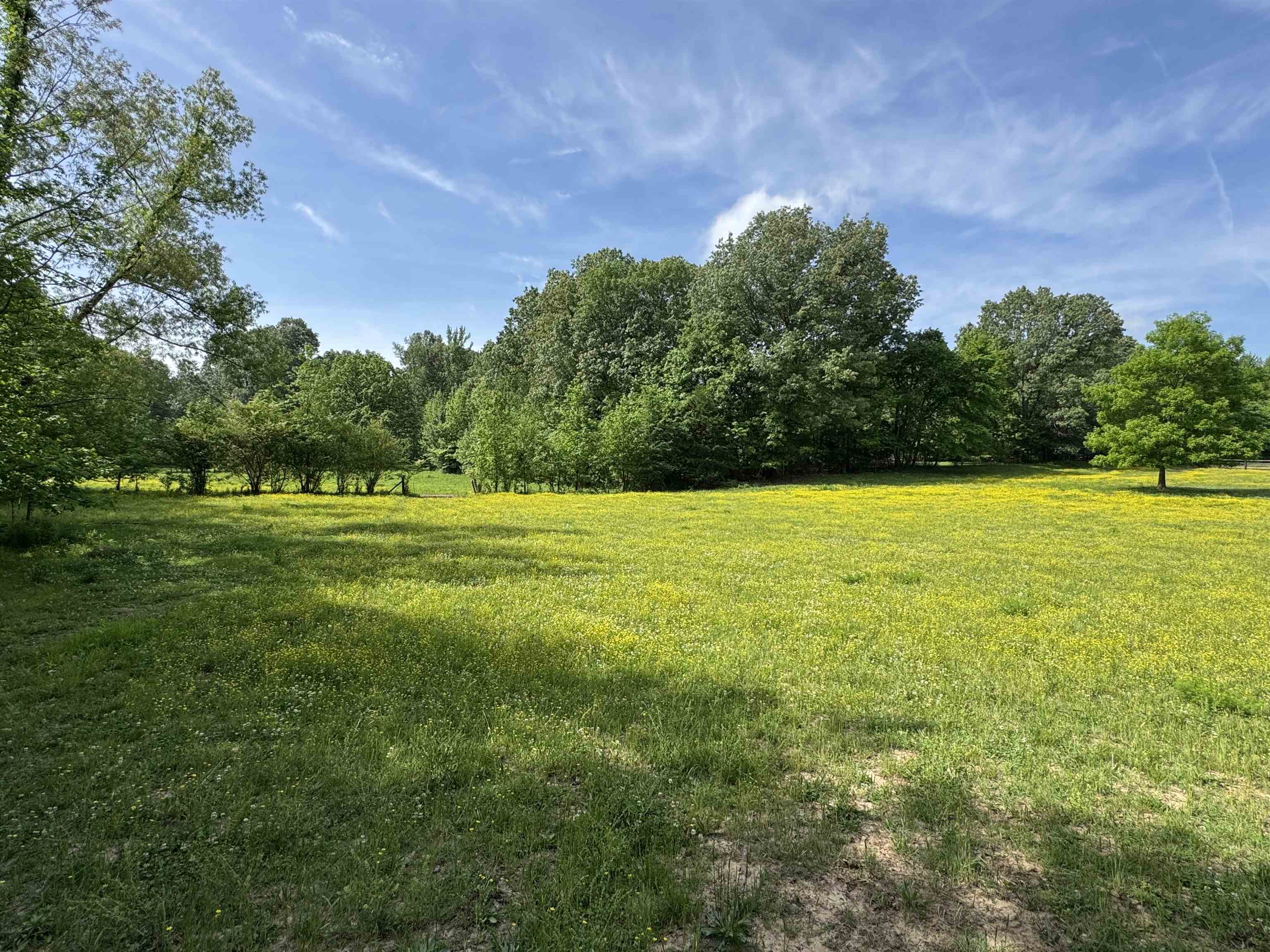 270 Country Club Road Somerville, TN 38068 - Photo 6 of 22 View of yard featuring a rural view and a wooded view