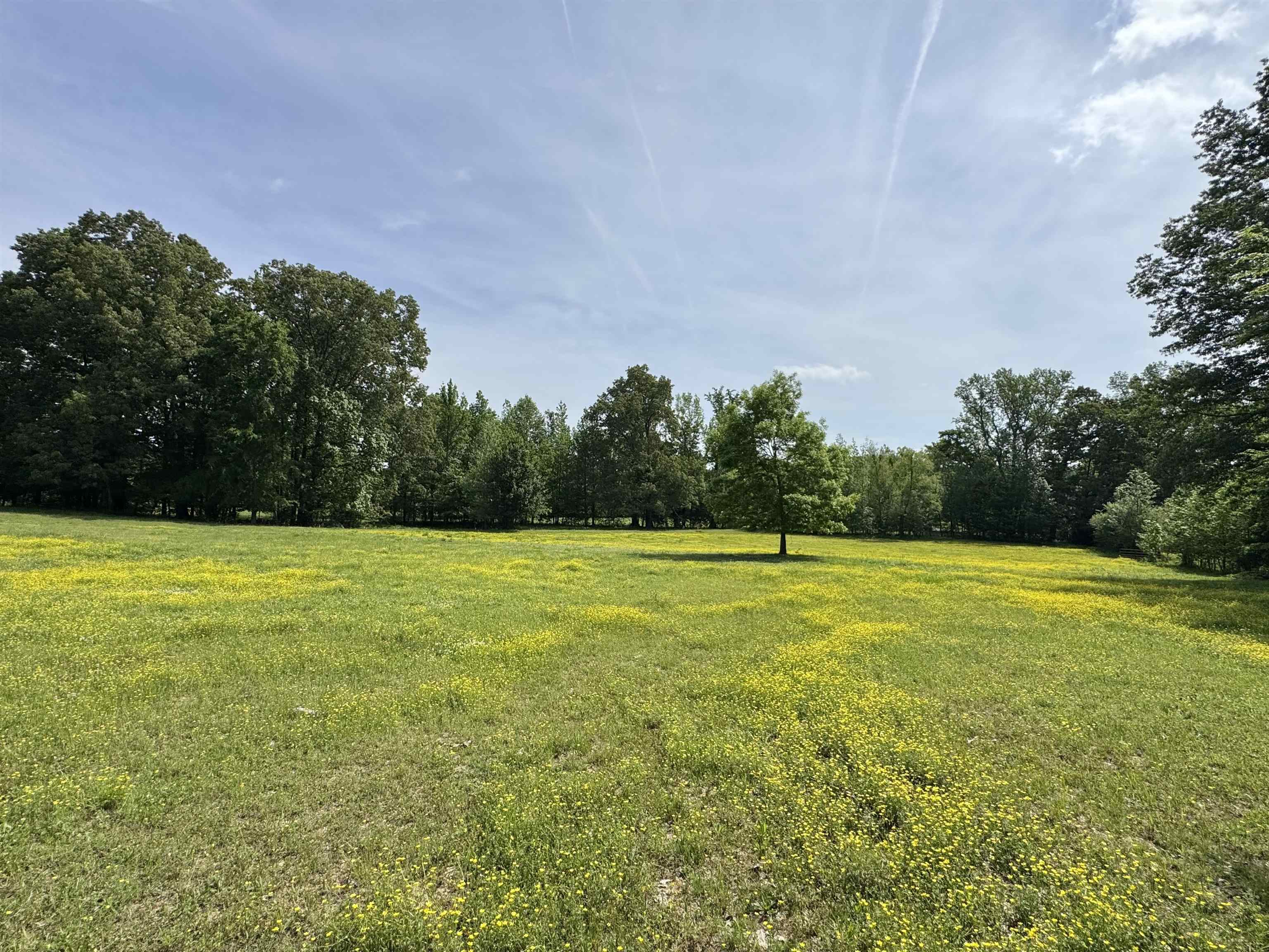 270 Country Club Road Somerville, TN 38068 - Photo 8 of 22 View of local wilderness with a forest view