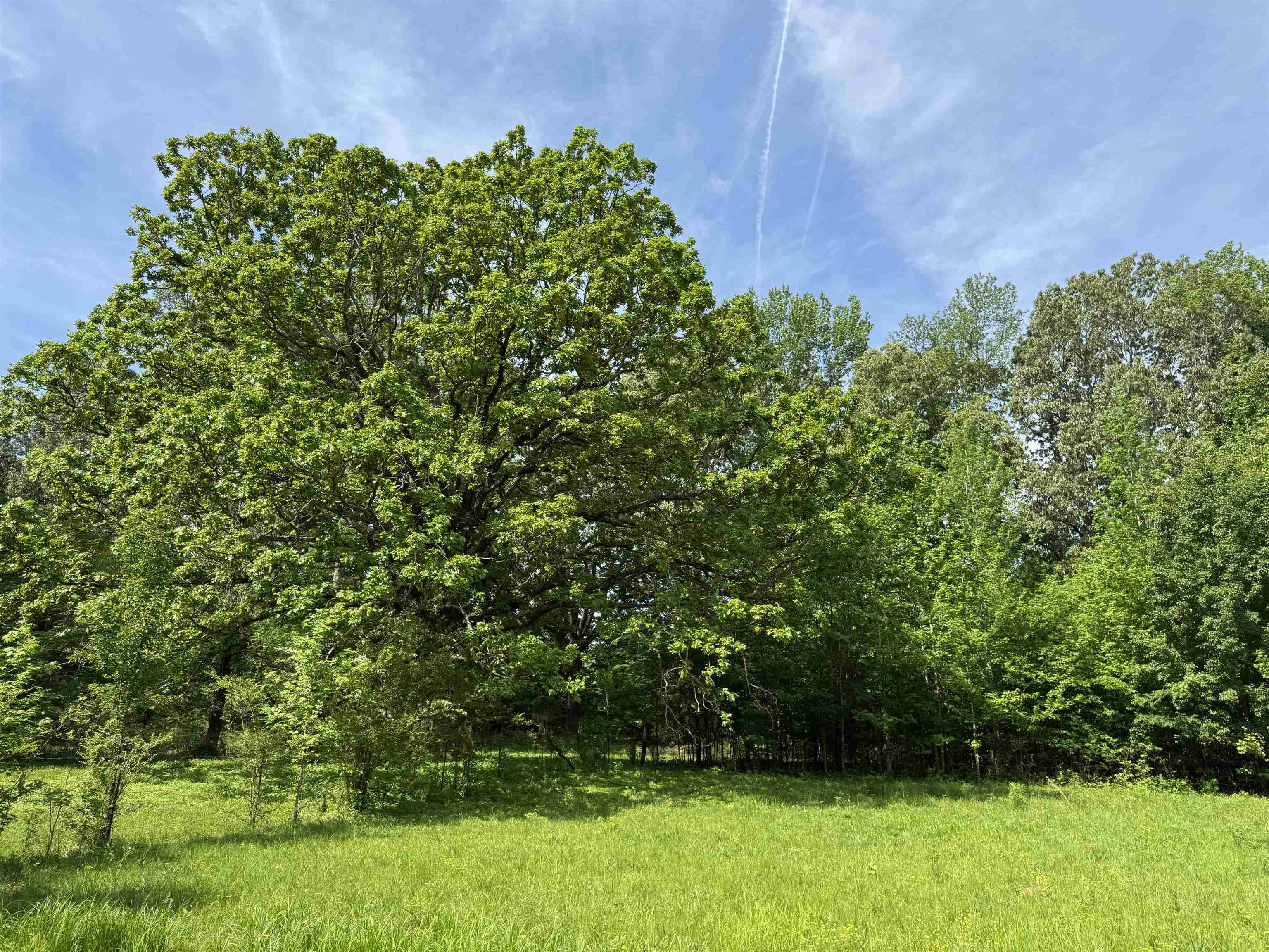 270 Country Club Road Somerville, TN 38068 - Photo 10 of 22 View of yard with a view of trees