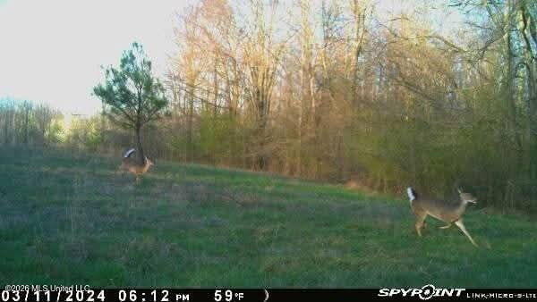 Miller Road Olive Branch, MS 38654 - Photo 7 of 9 Messenger_creation_7173116851290306740