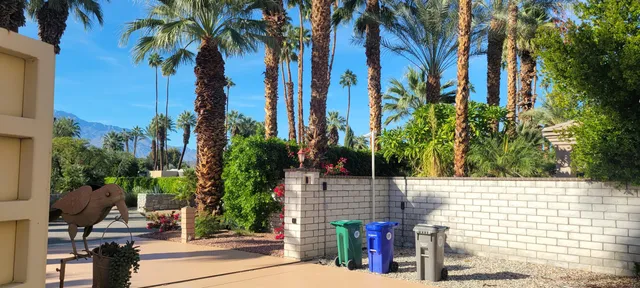 a view of a garden with a palm tree