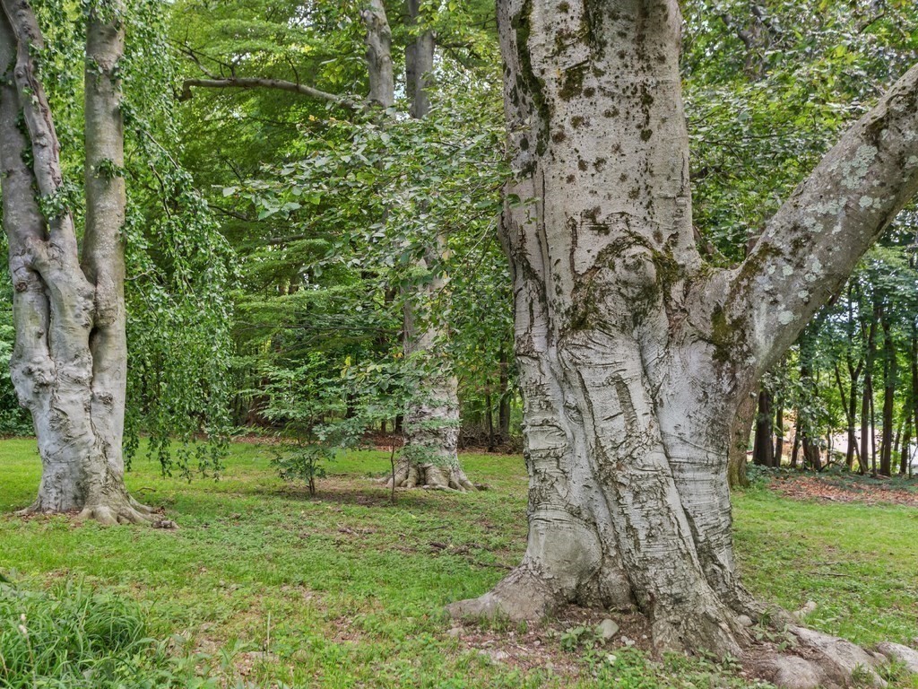 76 Ober Road, Unit 76 Newton, MA 02459 - Photo 29 of 32 a view of a yard with a tree