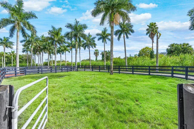 a view of a park with palm trees