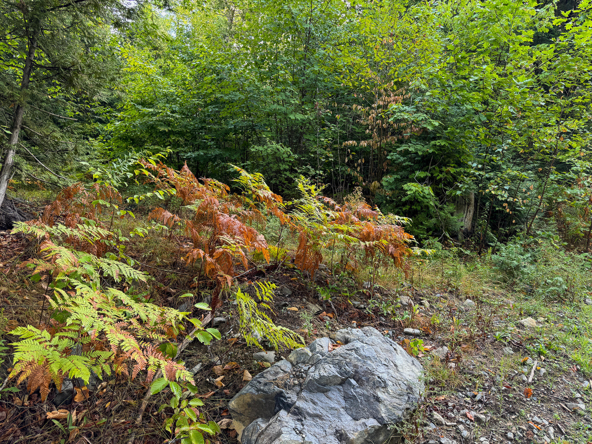 Lot 8-9 Moores Road Springfield, ME 04487 - Photo 11 of 22 11