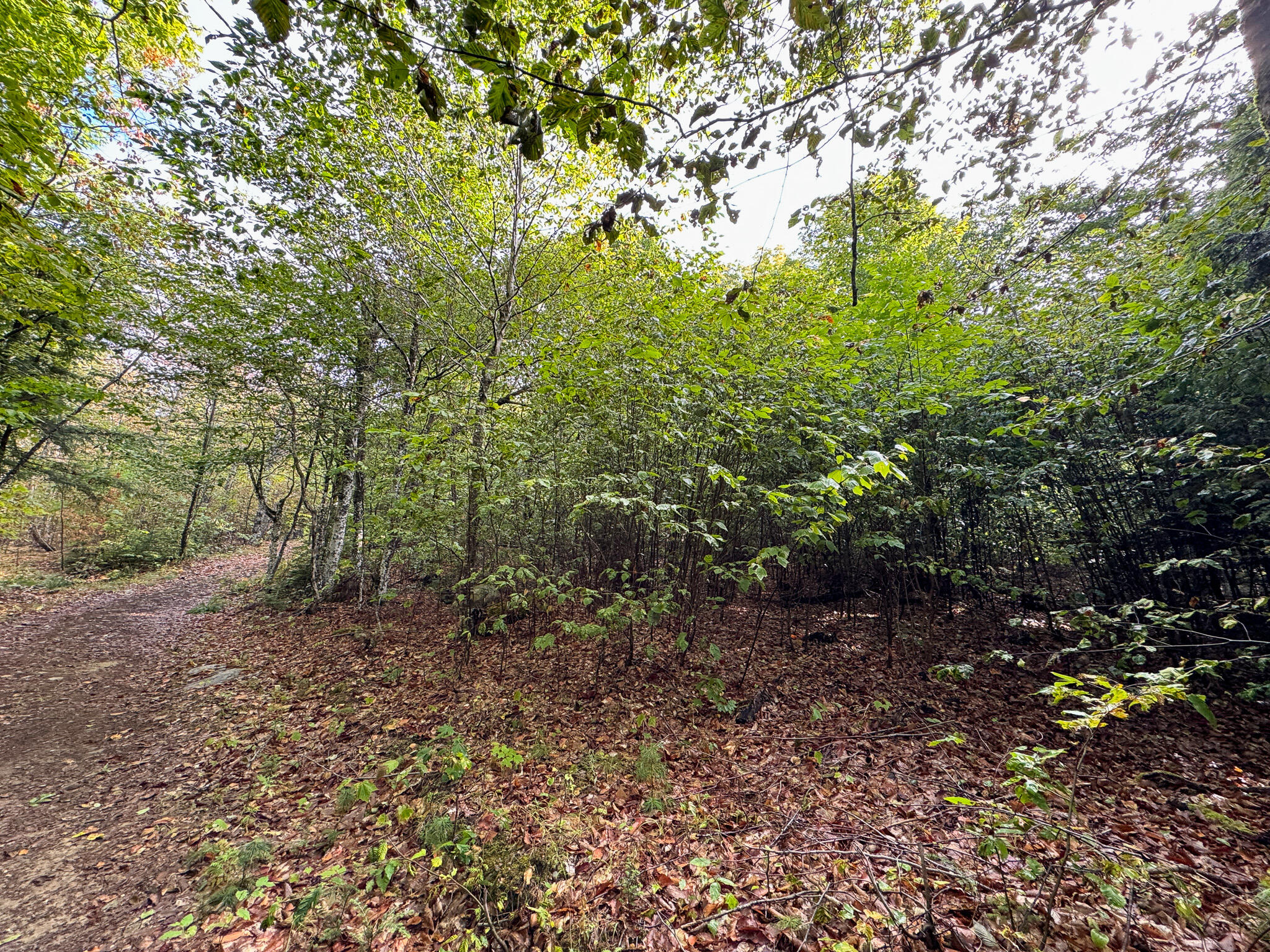 Lot 8-9 Moores Road Springfield, ME 04487 - Photo 17 of 22 17