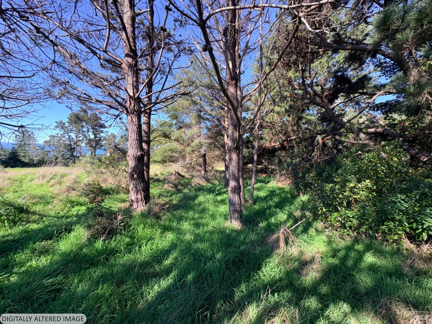 36359 Timber Ridge Road The Sea Ranch, CA 95497 - Photo 2 of 41 a view of a tree in a yard