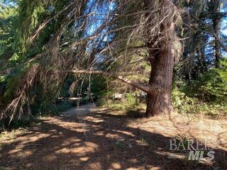 36359 Timber Ridge Road The Sea Ranch, CA 95497 - Photo 26 of 41 a backyard of a house with lots of green space
