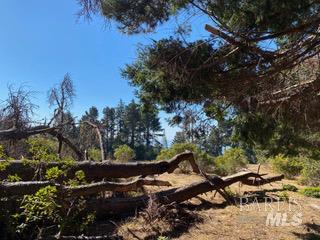 36359 Timber Ridge Road The Sea Ranch, CA 95497 - Photo 28 of 41 a view of outdoor space with lots of trees