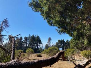 36359 Timber Ridge Road The Sea Ranch, CA 95497 - Photo 30 of 41 a view of a tree with a yard
